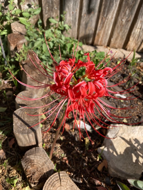 Red Spider Lily Bulb ( Lycoris )