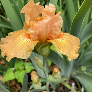 K&ouml;nnte beinhalten: Nahaufnahme einer pfirsichfarbenen Irisbl&uuml;te in voller Bl&uuml;te. Die Blume hat ger&uuml;schte Bl&uuml;tenbl&auml;tter mit orangefarbenen Akzenten und ist von gr&uuml;nem Laub umgeben. Das Bild hebt die komplizierten Details und die leuchtenden Farben der Blume hervor.