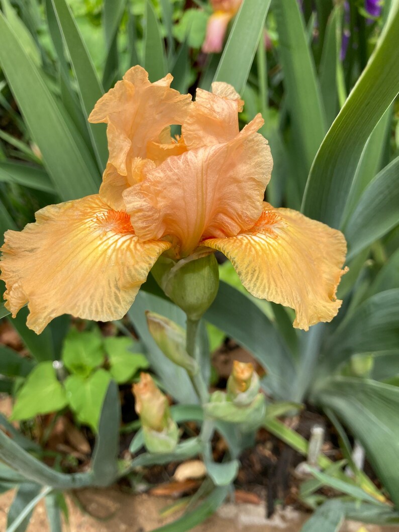 K&ouml;nnte beinhalten: Nahaufnahme einer pfirsichfarbenen Irisbl&uuml;te in voller Bl&uuml;te. Die Blume hat ger&uuml;schte Bl&uuml;tenbl&auml;tter mit orangefarbenen Akzenten und ist von gr&uuml;nem Laub umgeben. Das Bild hebt die komplizierten Details und die leuchtenden Farben der Blume hervor.