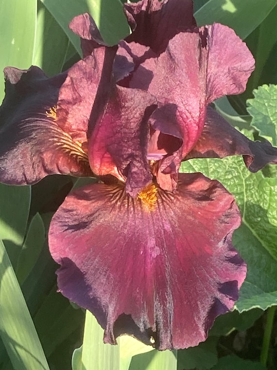 Tall Bearded Iris “ Black Fantasy “ - Pre Sale