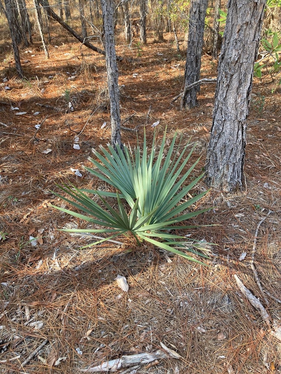 Fresh Texas Dwarf Palmetto Seeds