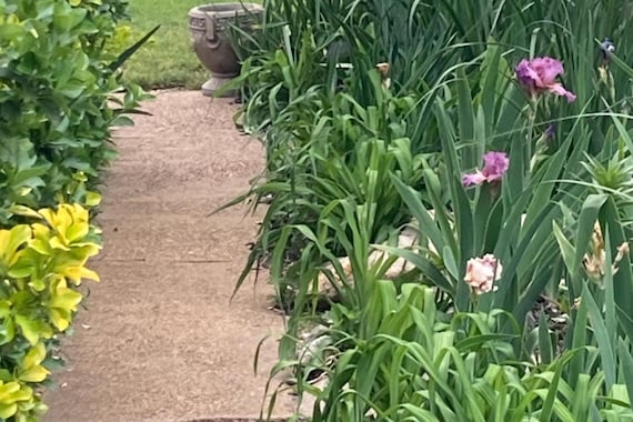 SDB Bearded Iris “ Stitch Witch ” - Pre Sale