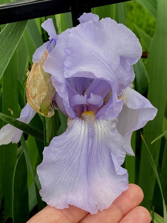 Tall Bearded Iris “ Blue Sapphire   “ - Ships Now