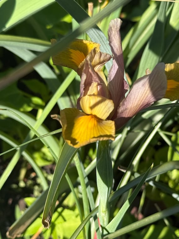 Bronze Beauty Dutch Iris