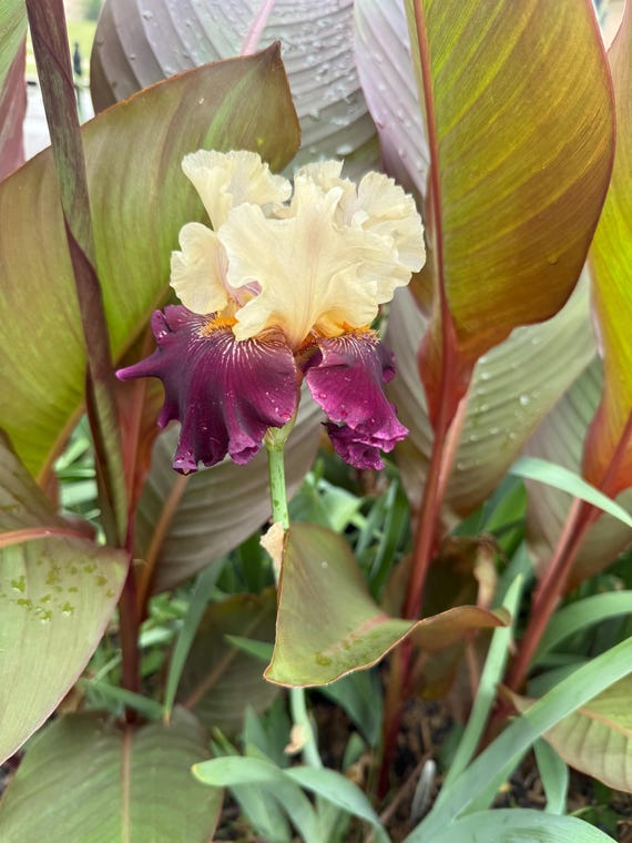 Twist Of Sheree Tall Bearded Iris Rhizome