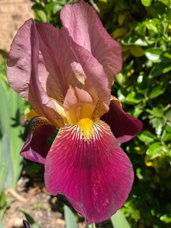 Tall Bearded Iris ( Indian Chief ) - Pre Sale