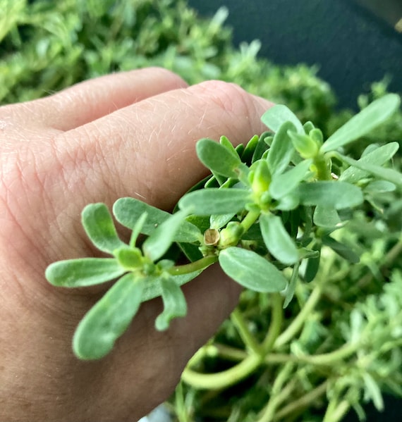 1 Organic Purslane Plant