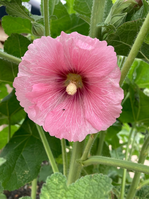 Light  Pink Indian Springs Hollyhock Seeds