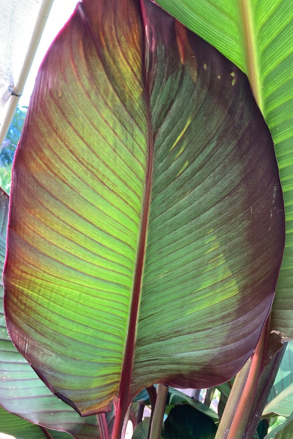 Giant Red Musifolia Canna Bulb