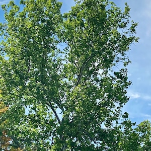 May include: A tall tree with lush green leaves against a bright blue sky with white clouds.
