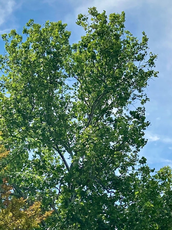 American Sycamore Tree Seeds
