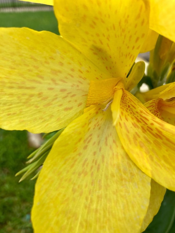 Cannova Yellow Canna Lily Seeds