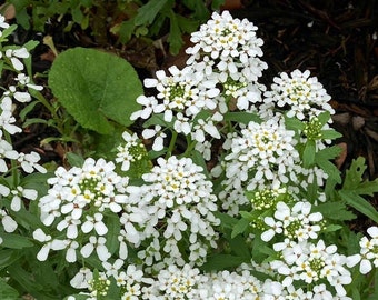 Candytuft Seeds - Iberis sempervirens