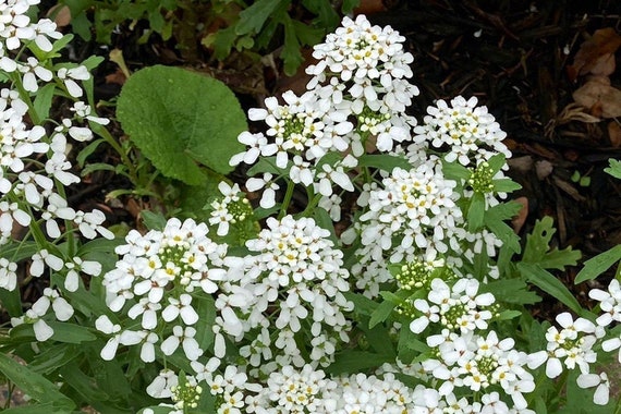 Candytuft Seeds - Iberis sempervirens