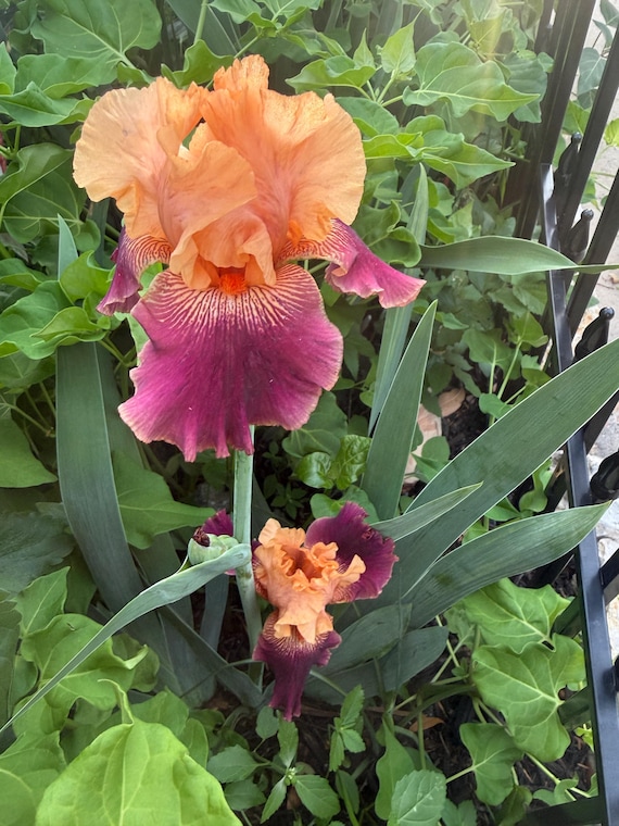 Tall Bearded Iris “ Just Do It  “