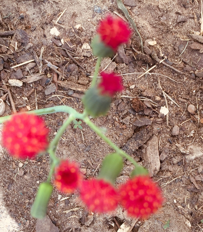 Red Tassel Irish Poet Flower Seeds | Etsy