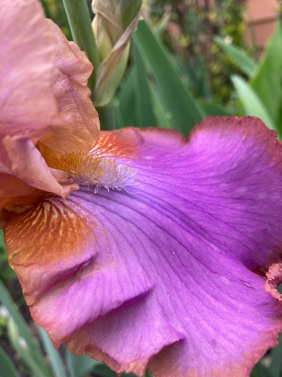 Tall Bearded Iris (Collage) - Live Plant