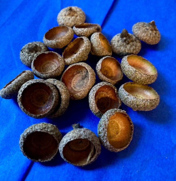 Pin Oak Acorn Caps #1