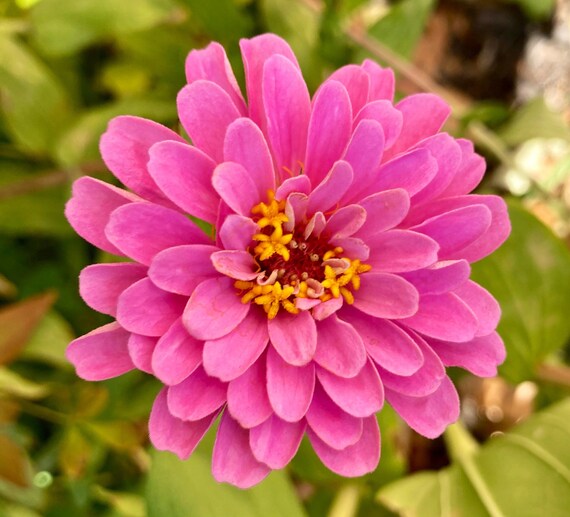 Light Pink Preciosa Zinnia
