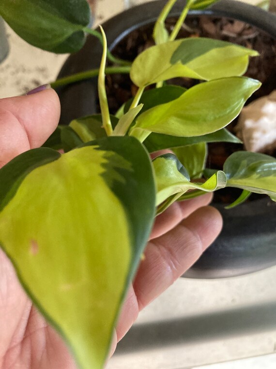 Brazil Philodendron Clipping