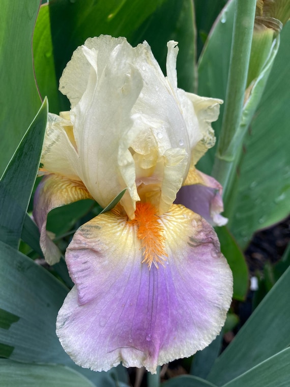 Tall Bearded Iris “ Distant Chimes “