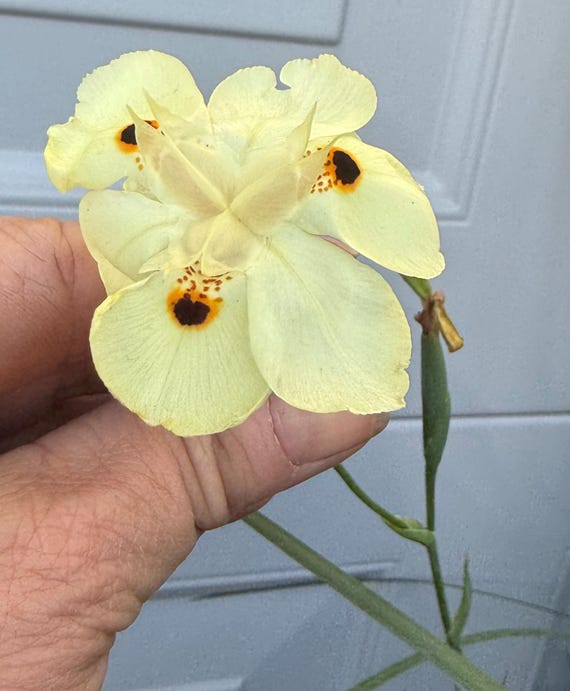 African Lily rhizomatous evergreen Fortnight - Dietes Bicolor