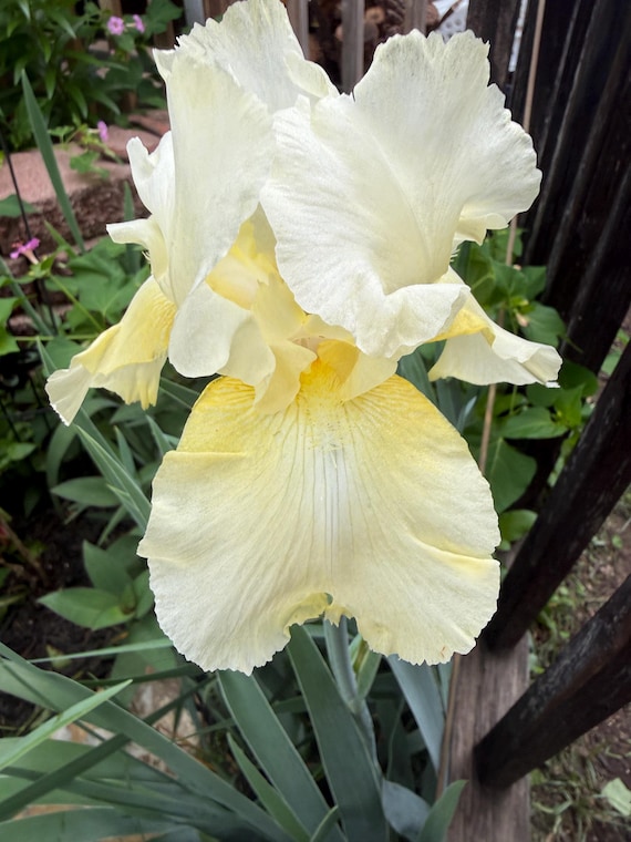 Historical Tall Bearded Iris “ Southern Comfort “
