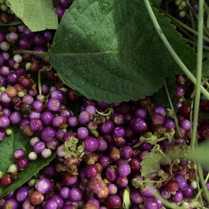 Beauty Berry Seeds