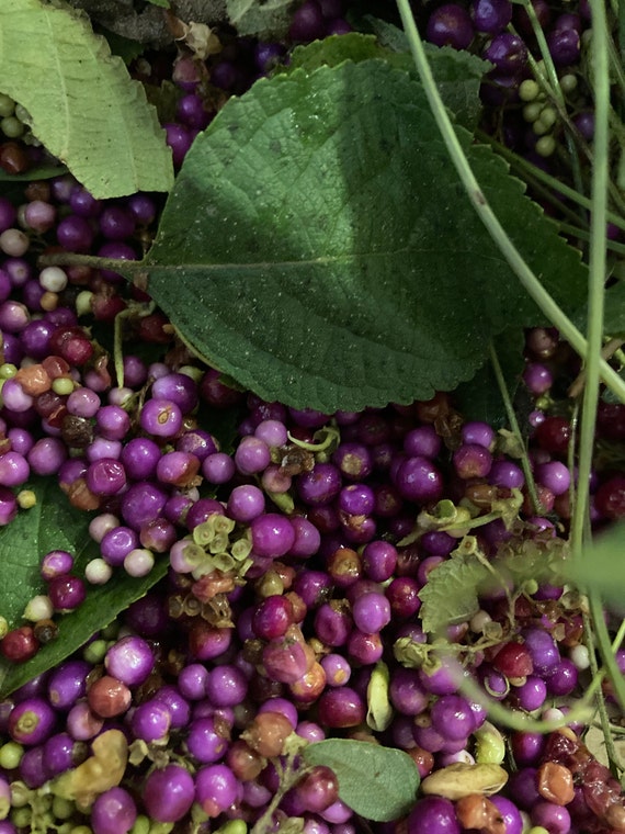 Beauty Berry Seeds