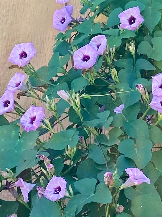 Cotton Morning Glory Seeds