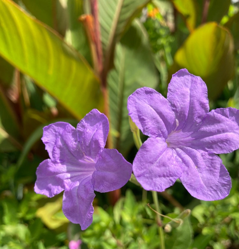 GardenAngel2665 Ruellia Wild Petunia Plant - Thumbnail 2