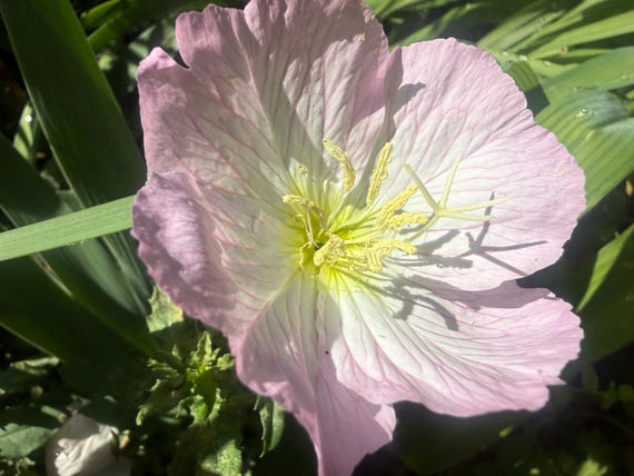 2 Pink Evening Primrose Plants