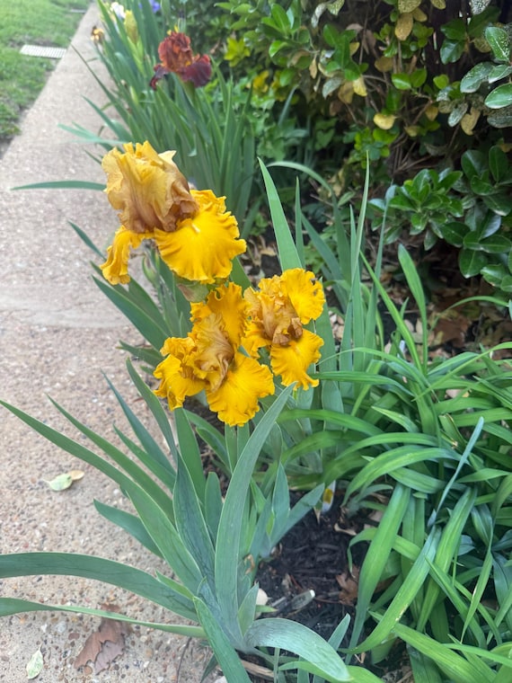 Tall Bearded Iris Wealth