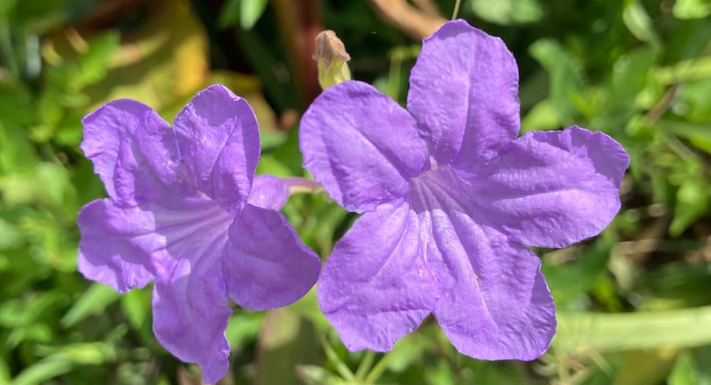 GardenAngel2665 Ruellia Wild Petunia Plant - Thumbnail 3