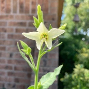 Nicotiana Seeds