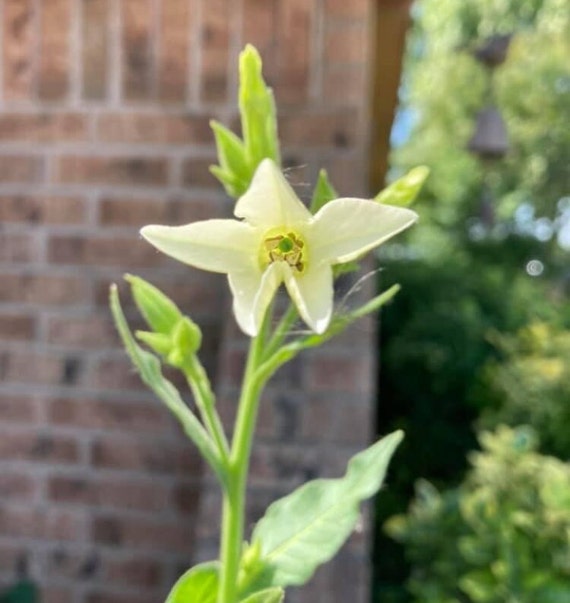 Nicotiana Seeds