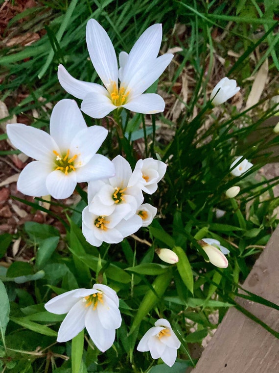 White Rain Lily