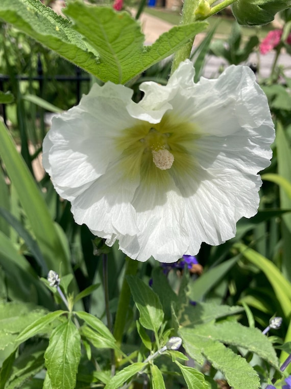 Halo White Hollyhock Seeds (Alcea rosea )