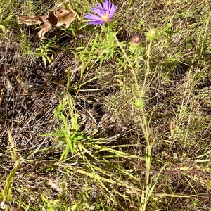 Purple Aster Seeds
