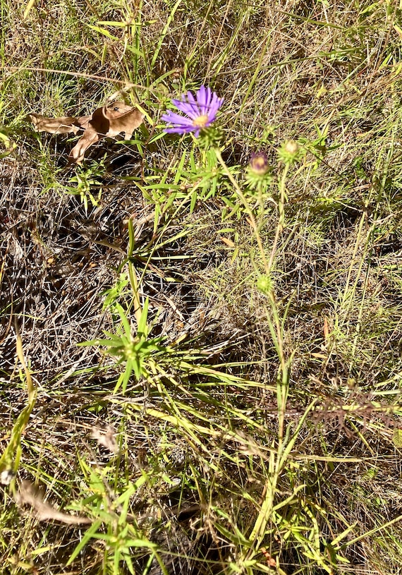 Purple Aster Seeds