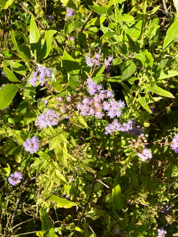 Blue Mistflower Seeds