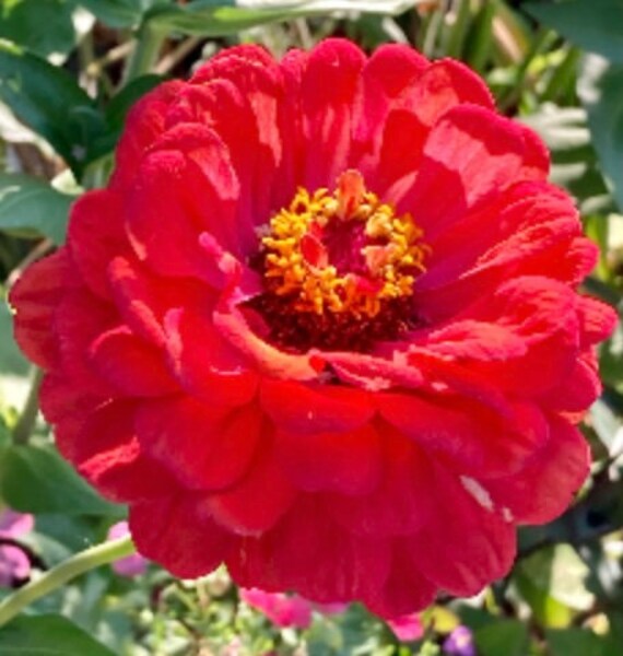 Giant Red Zinnia Seeds