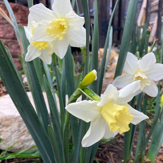 2 Minnow Daffodil Bulbs