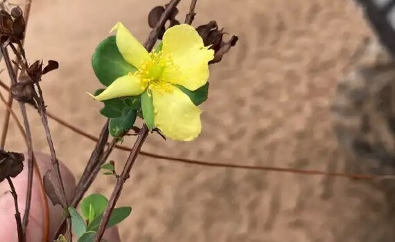 Saint Peter’s  Wort
