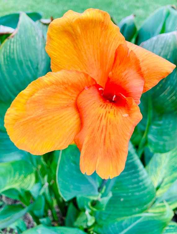 Bengal Tiger Canna Lily Bulb