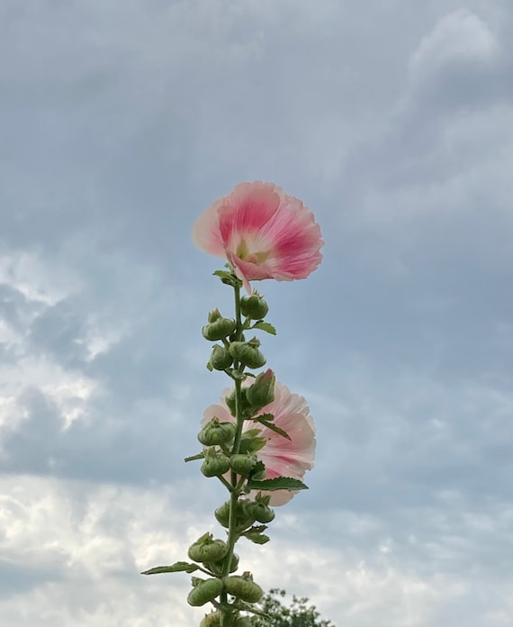 Single Fringe Hollyhock Seeds - Stock #2