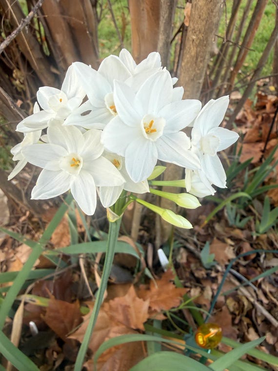 White Chinese Sacred Lily - Paperwhite Narcissus Inbal