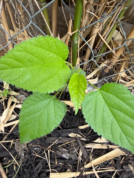Common Mulberry Tree