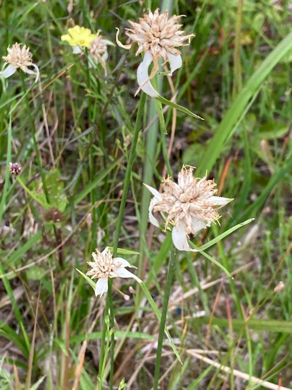 Starrush Whitetop  Seeds