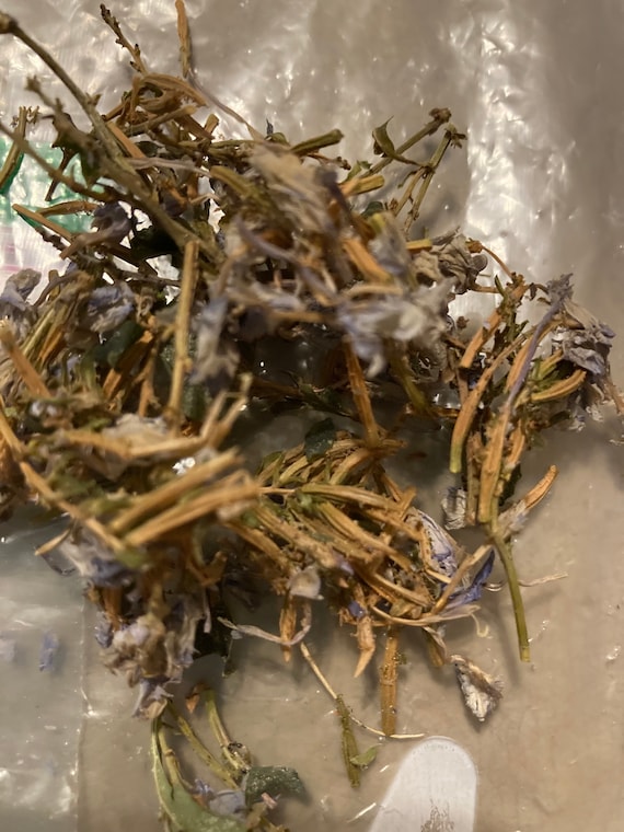 Imperial Blue Plumbago Seeds